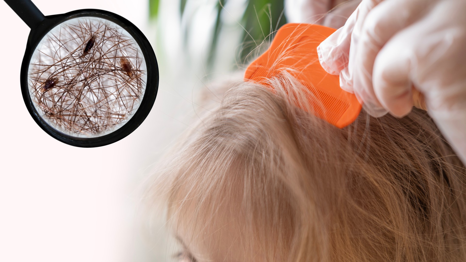 What Are the First Signs You Actually Have Head Lice?
