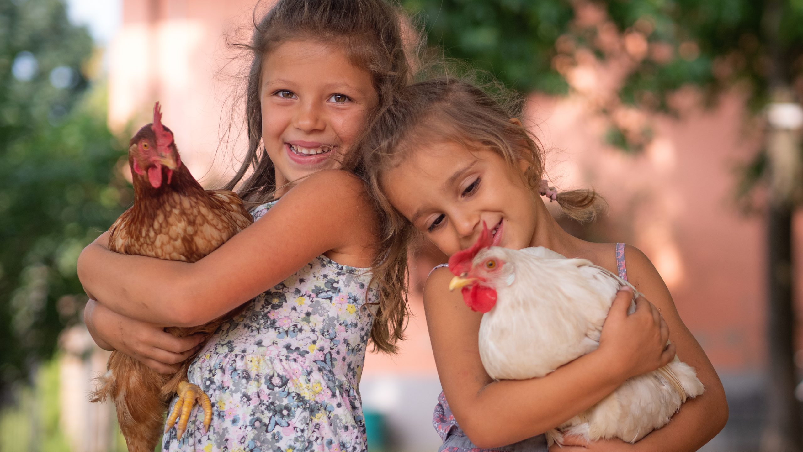 Two smiling kids hold a hen in a sunny backyard, showing safe handling of a backyard flock.