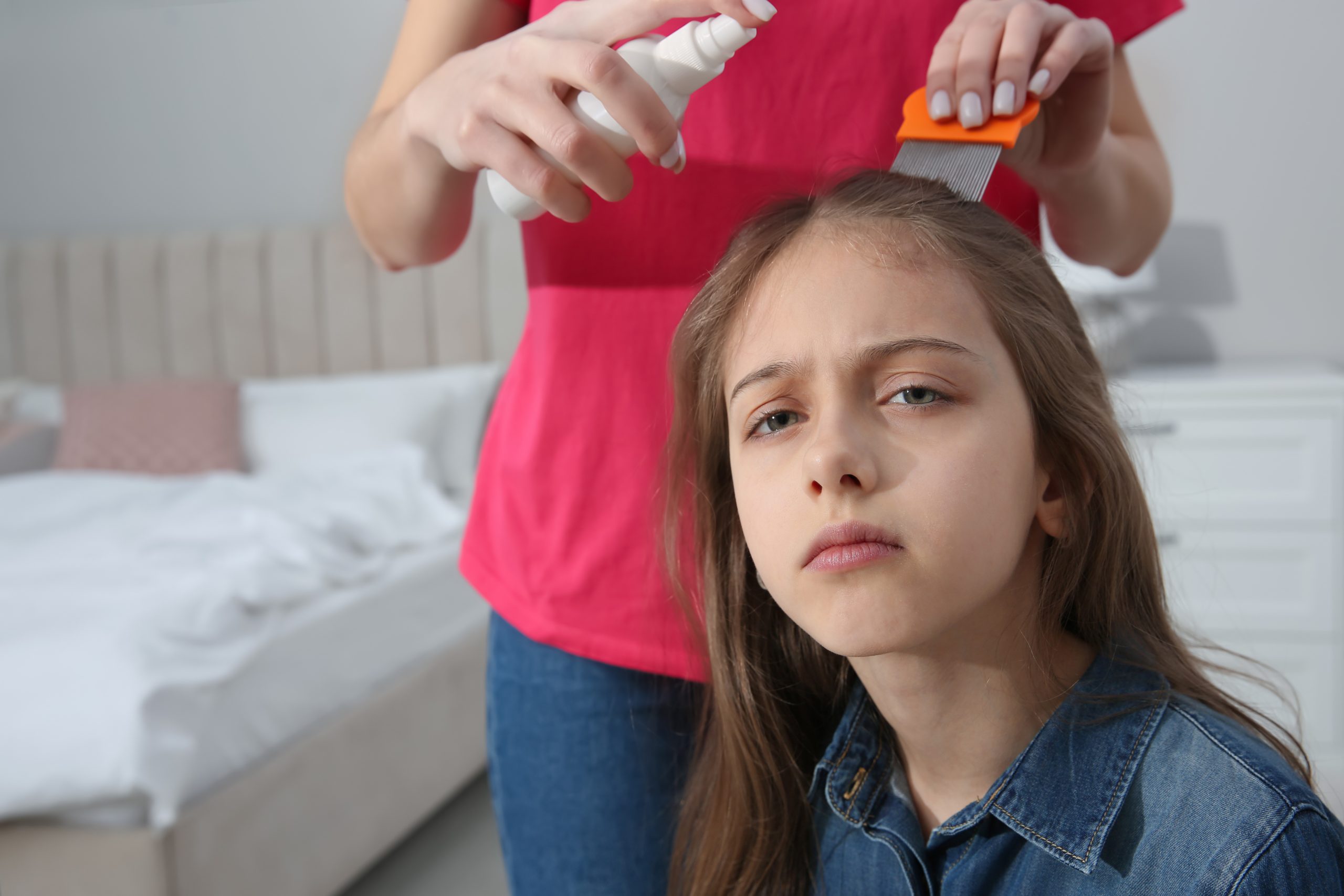 Parent using anti-lice spray and a nit comb on a child's hair at home during an over-the-counter lice treatment round