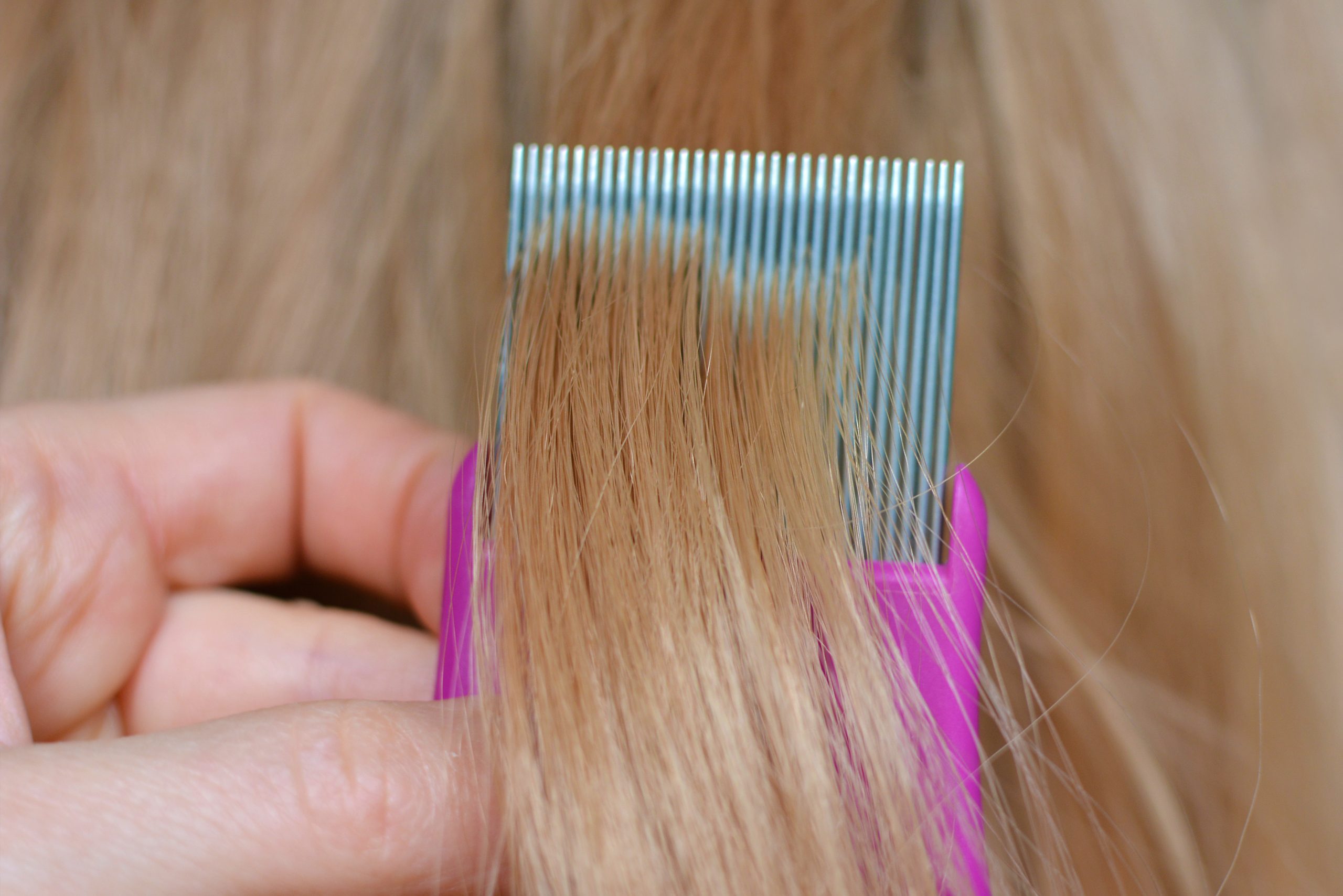 Close-up lice combing for a head lice myths article