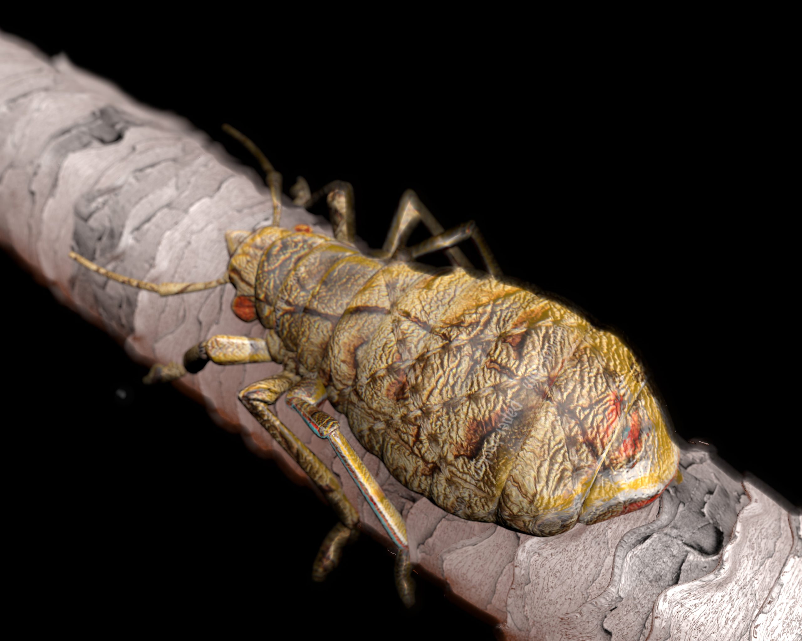 Close-up louse image for an untreated head lice infestation article