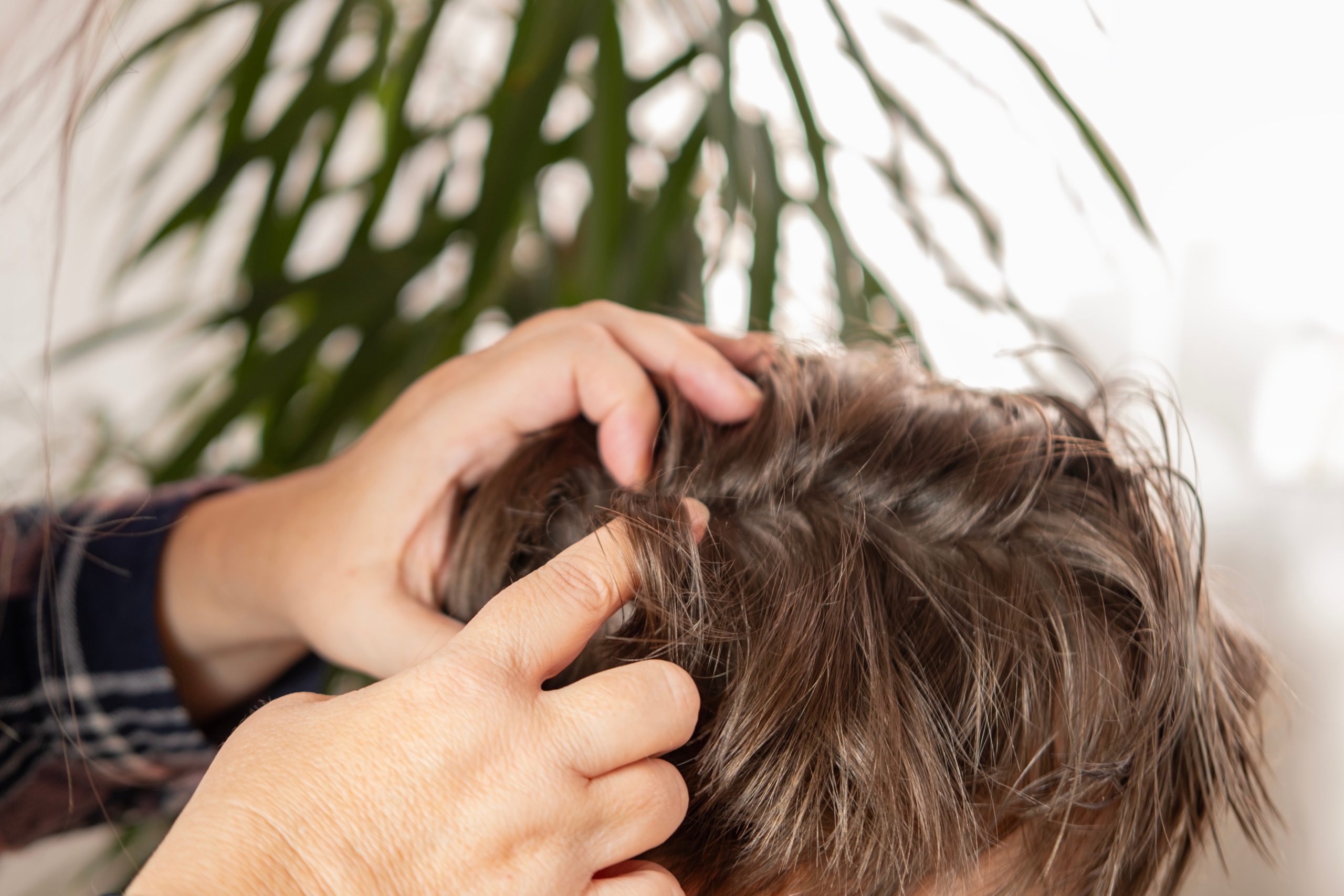 Hands checking a child's hair for a whole-family lice head check article